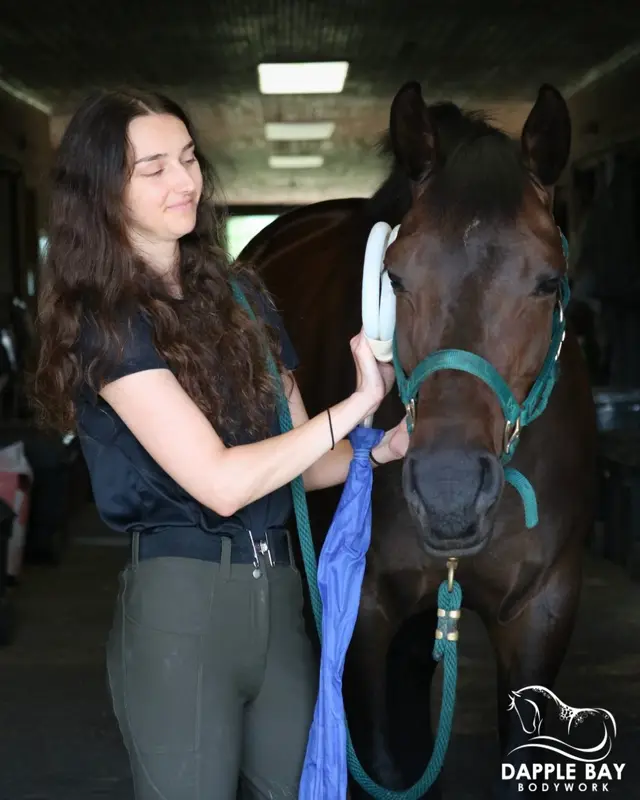 Dapple Bay Bodywork | Central VA Mobile PEMF | Red Light | Kinesiology Taping | Horse Wellness