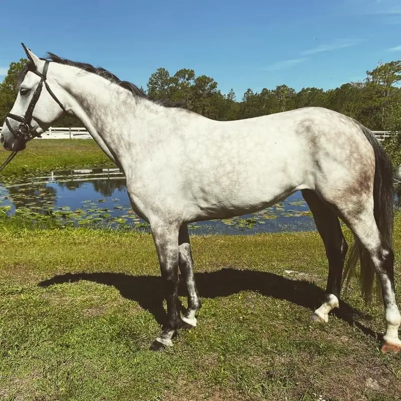 Intouchable | 2013 | 16.2h | Dutch Warmblood | Mare