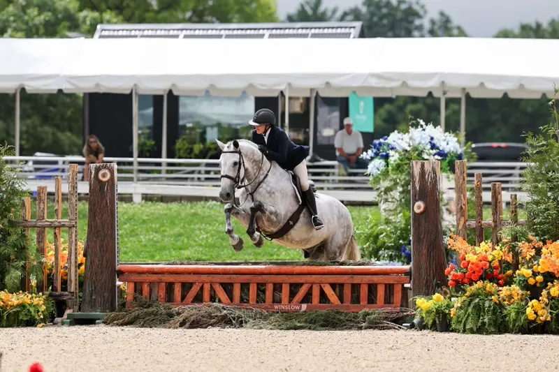 Divine Descent 2' to 3' Packer | 2014 | 16.1h | All Warmbloods | Gelding