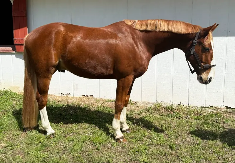 Focus Tachor Z | 2021 | 15.3h | Zangersheide | Gelding