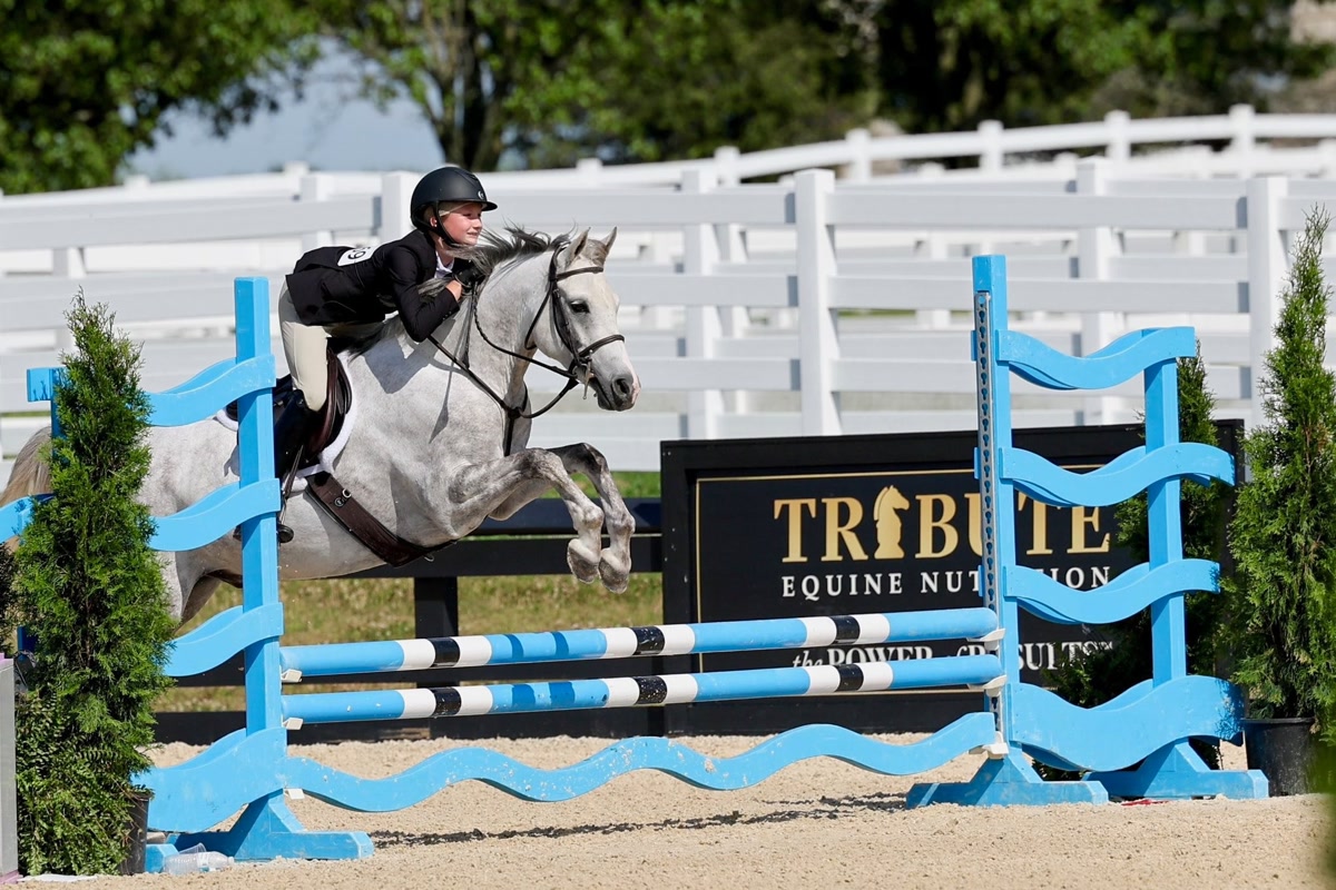 Farnley High Road | 2018 | 14.1h | Welsh Pony | Gelding