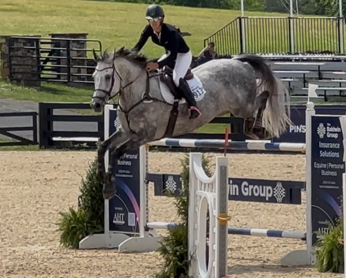 Wavo Alvaro | 2017 | 17.2h | All Warmbloods | Gelding