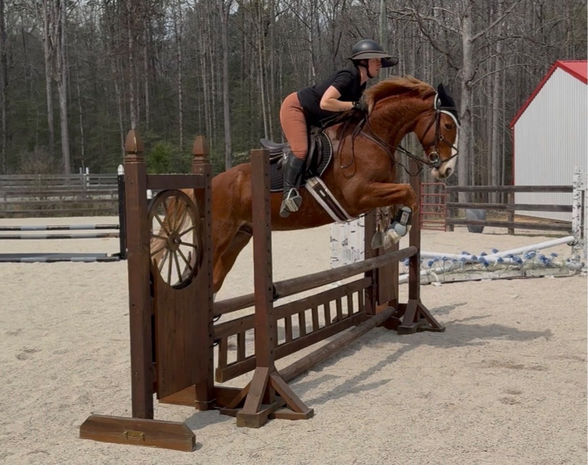 Focus Tachor Z | 2021 | 15.3h | Zangersheide | Gelding