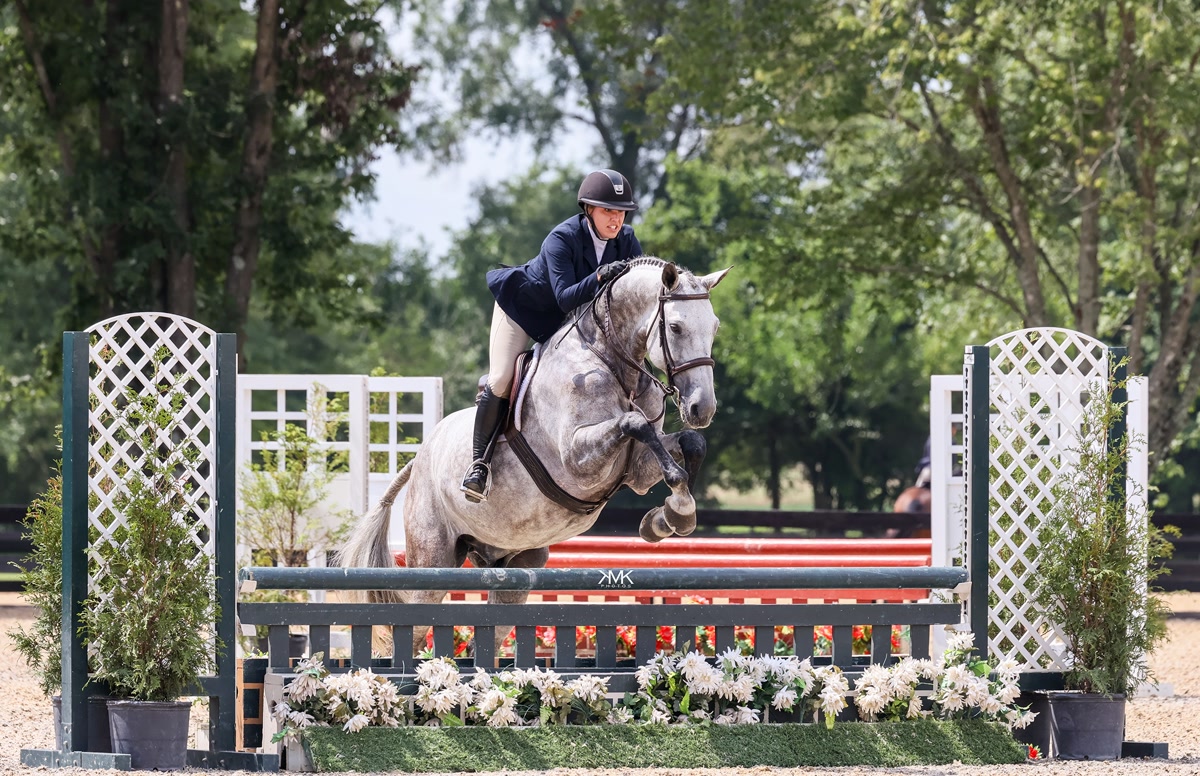 Divine Descent 2' to 3' Packer | 2014 | 16.1h | All Warmbloods | Gelding