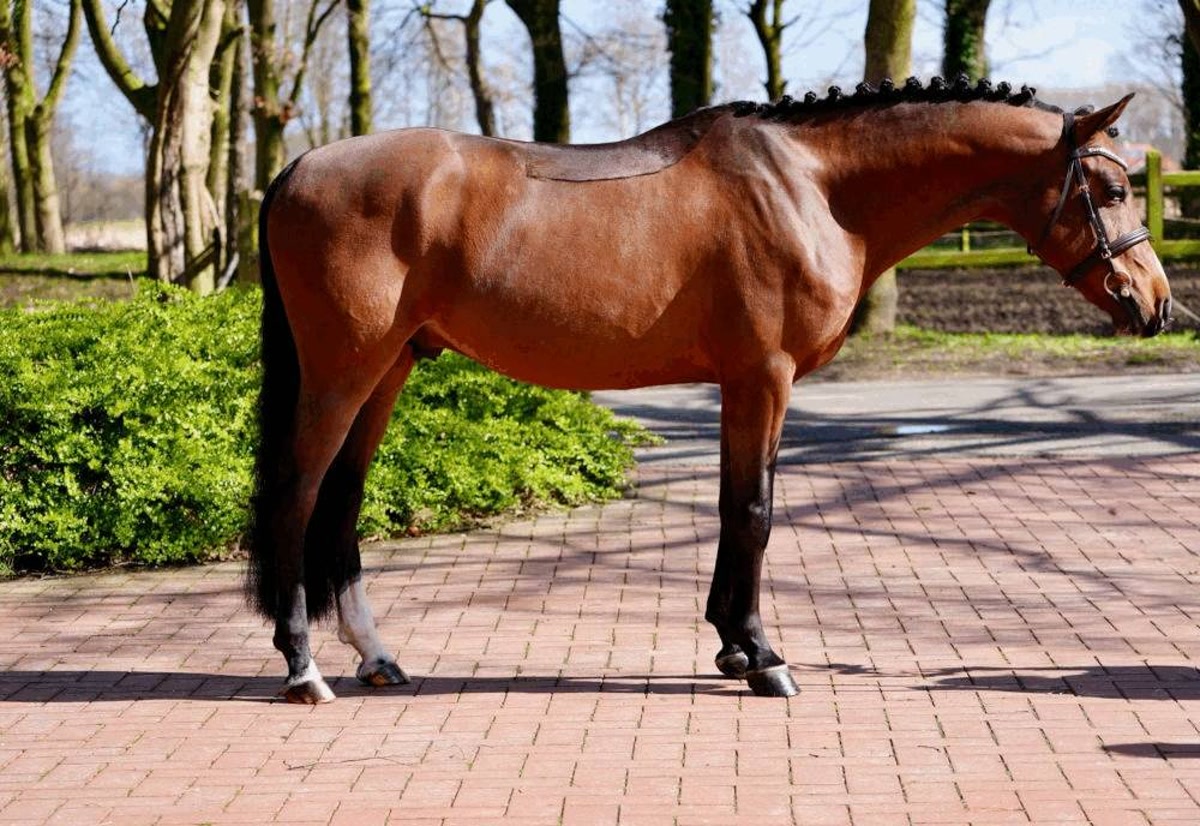 Mickey | 2020 | 14.1h | German Riding Pony | Stallion