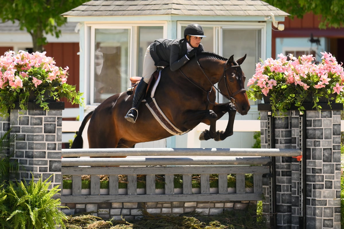 Quality Junior/Amateur Owner Hunter | 2018 | 16.3h | All Warmbloods | Belgian Warmblood | Gelding