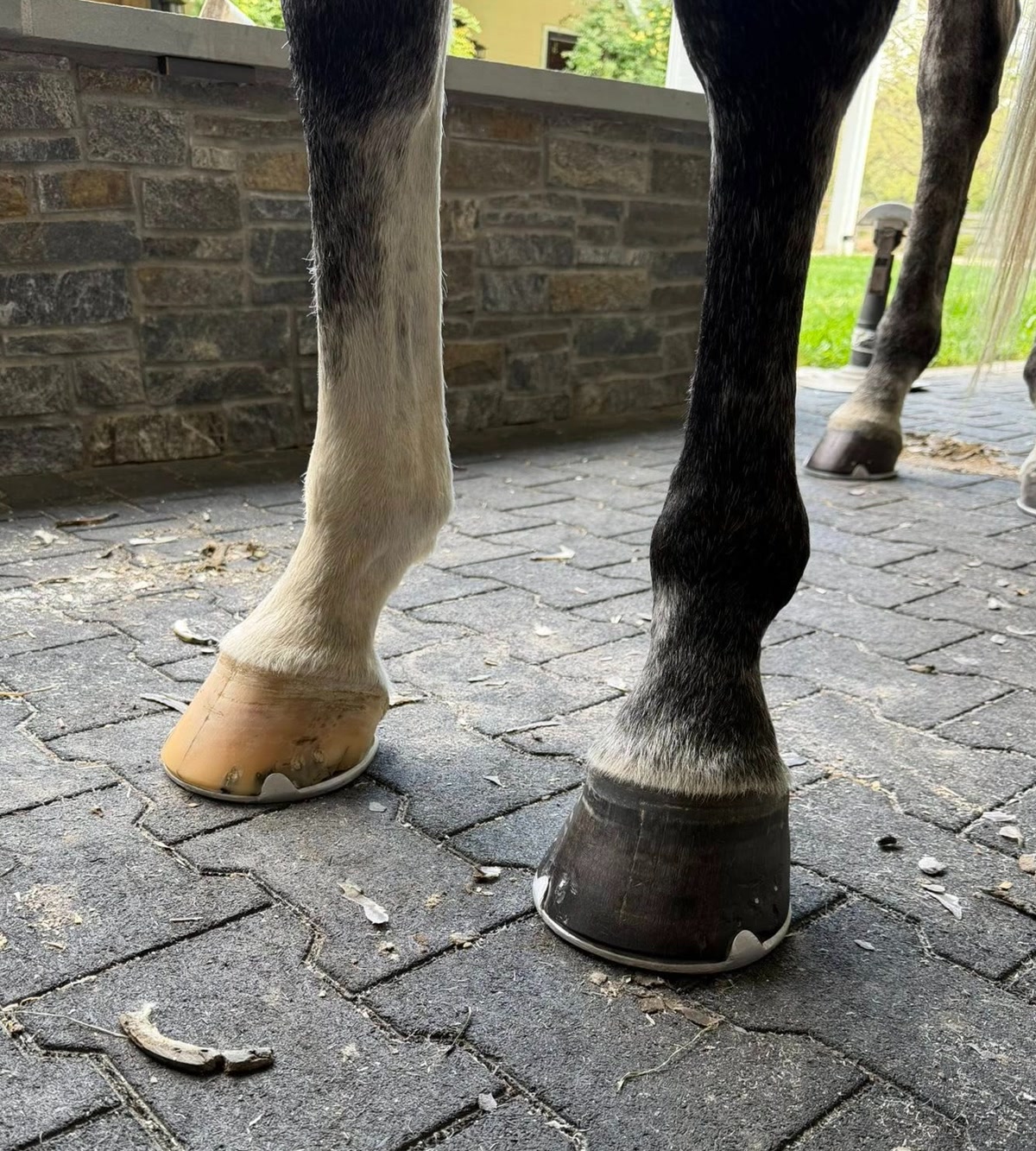 Farrier Service in Virginia for Hunter, Jumper & Dressage Horses | Farrier