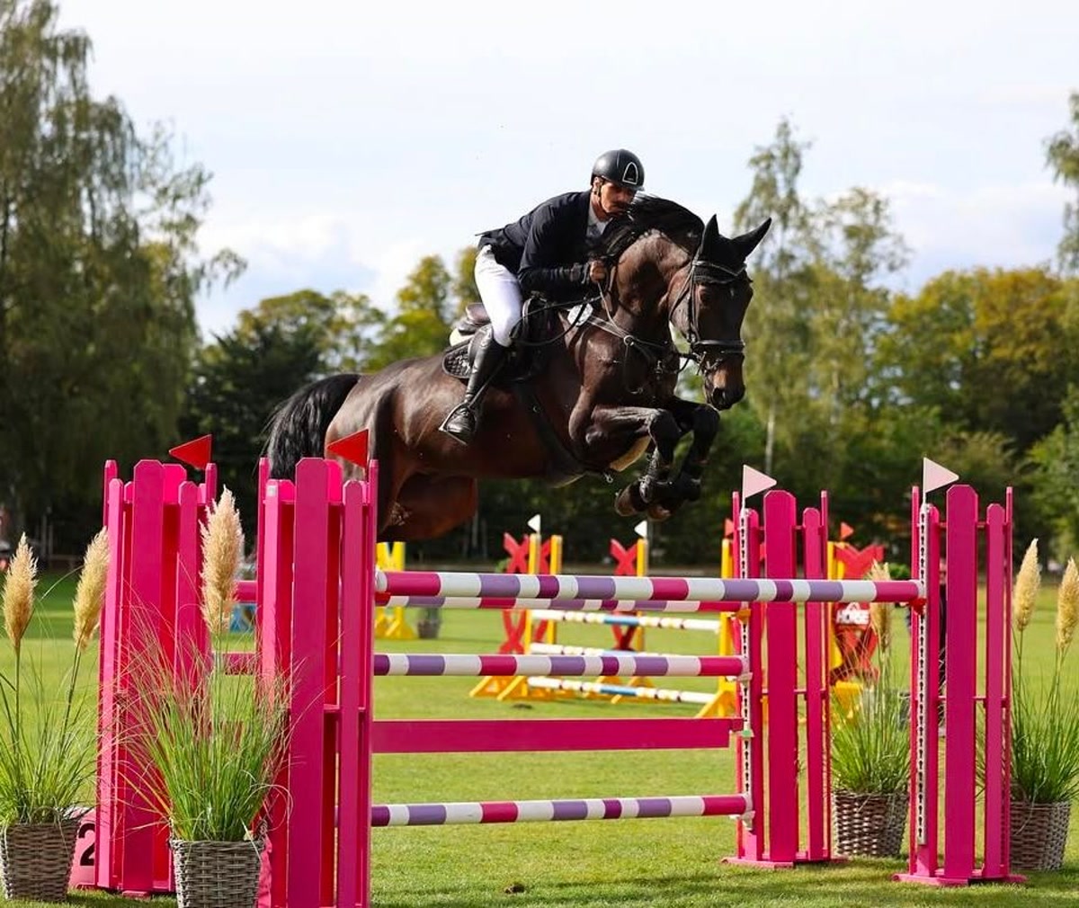 Kanyan | 2016 | 17h | Oldenburg | Gelding