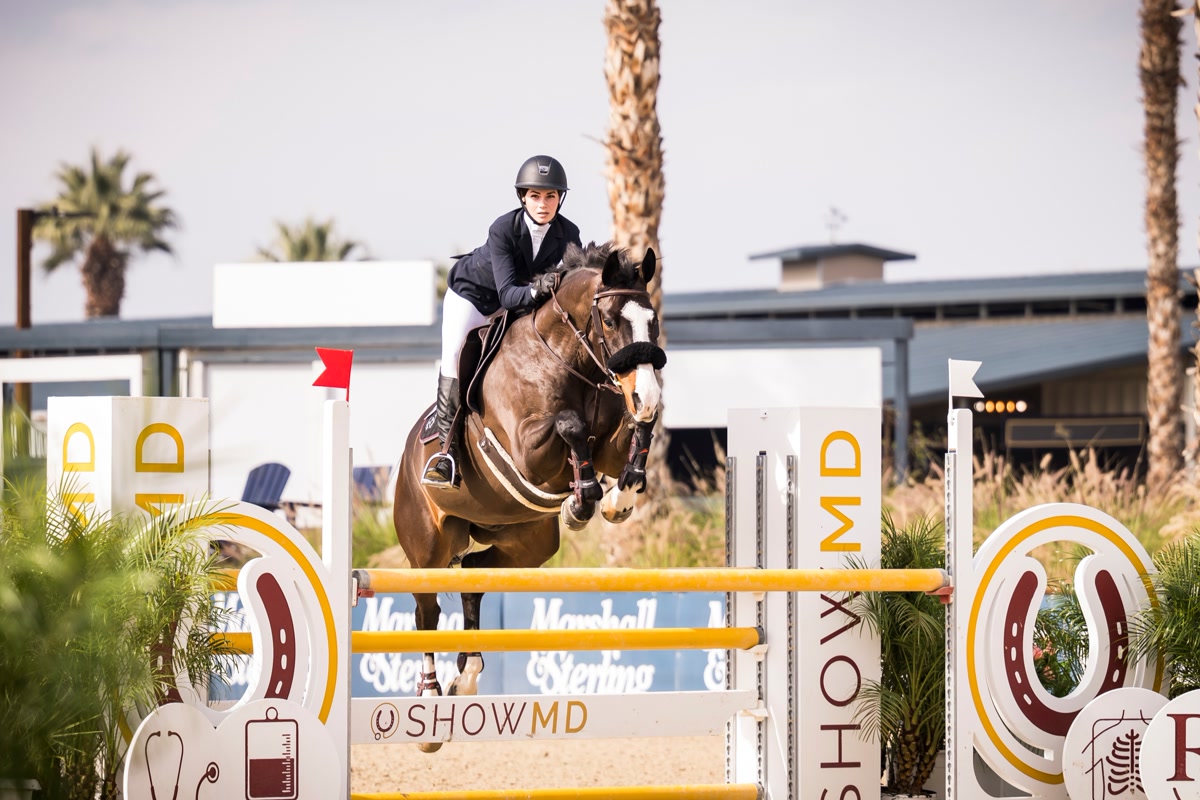 Pontedera | 2016 | 16.2h | All Warmbloods | Gelding
