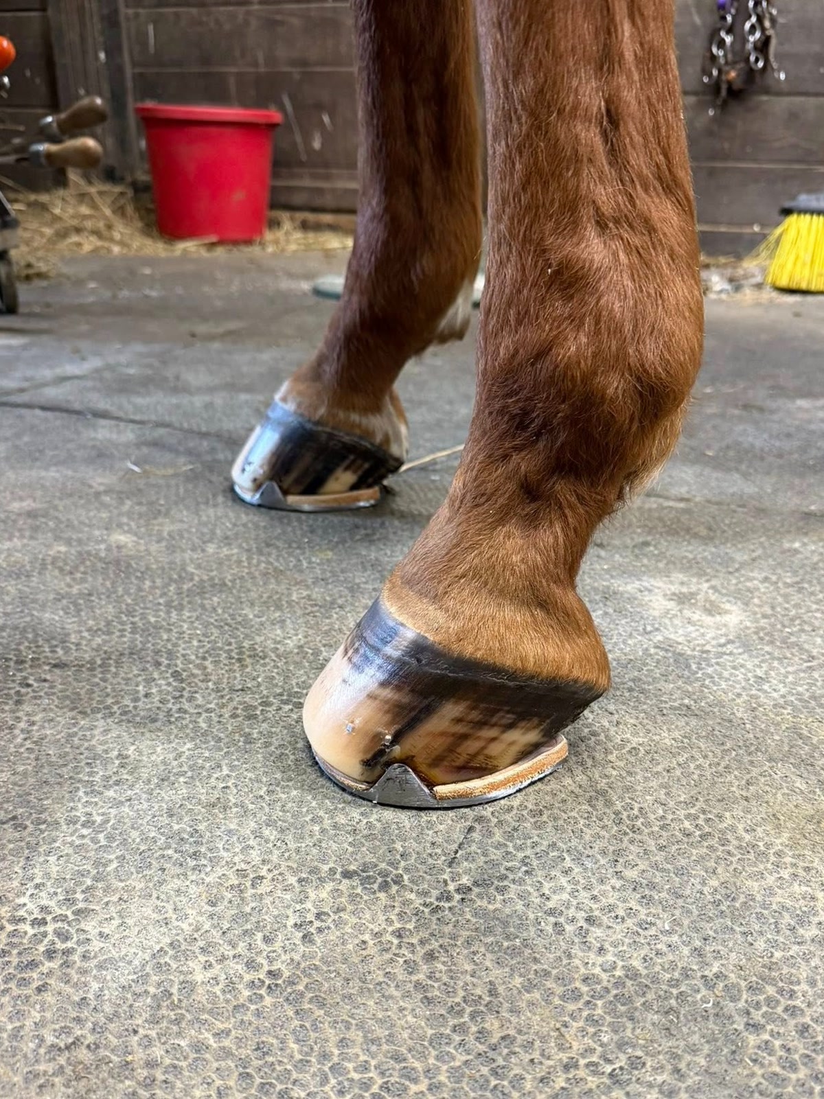 Farrier Service in Virginia for Hunter, Jumper & Dressage Horses | Farrier
