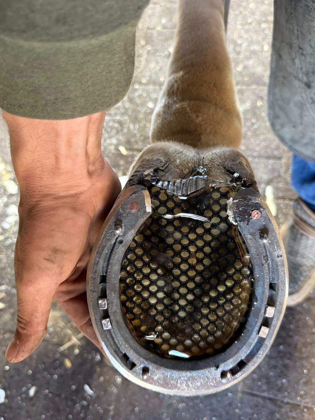 Farrier Service in Virginia for Hunter, Jumper & Dressage Horses | Farrier