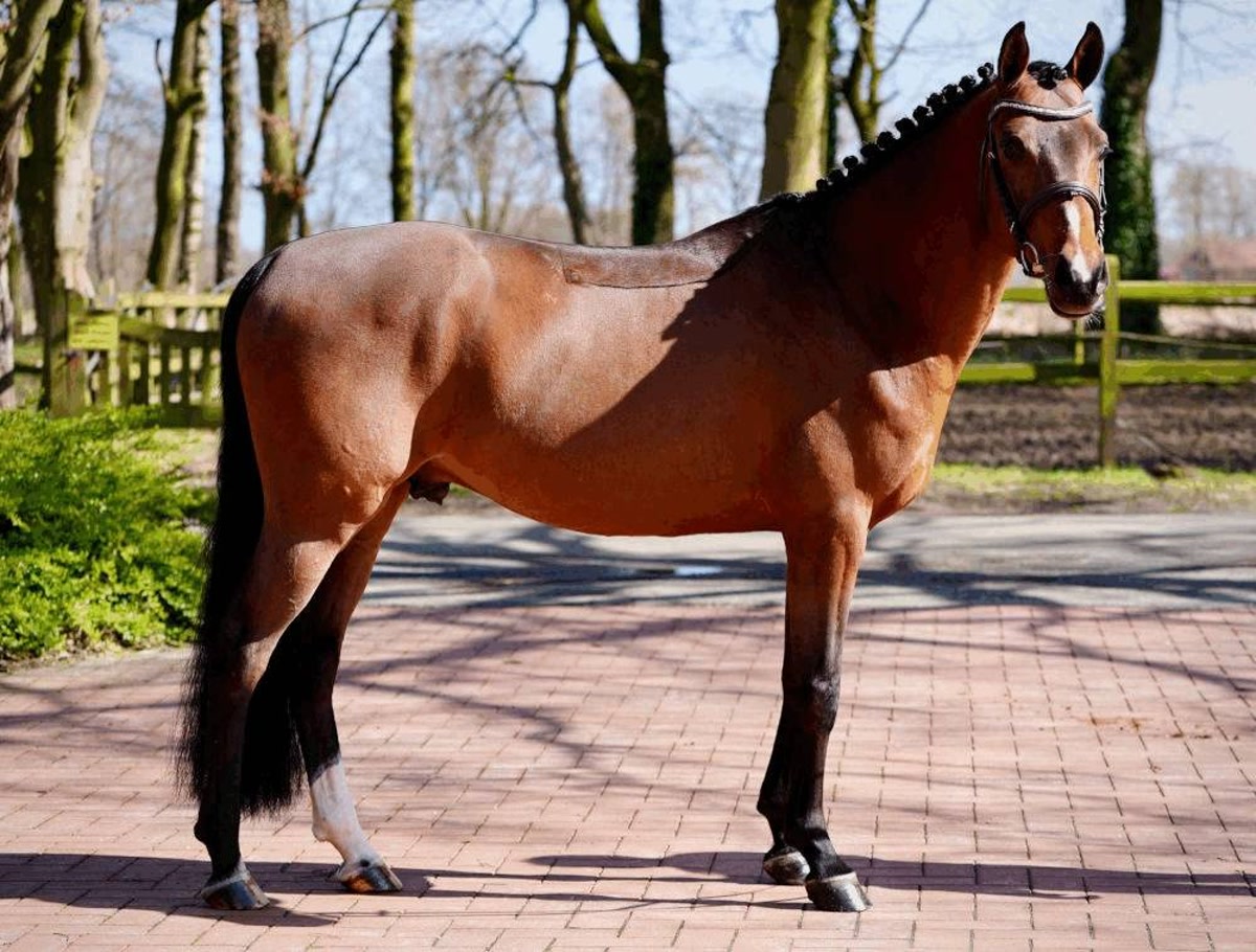 Mickey | 2020 | 14.1h | German Riding Pony | Stallion