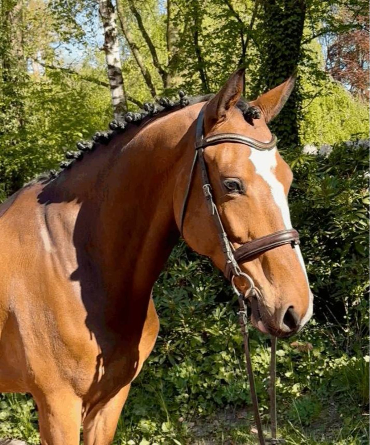 Harry | 2021 | 16.1h | Westphalian | Gelding