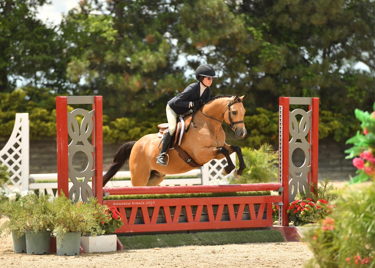 Anning's Golden Nugget | 2017 | 13.2h | Welsh Cross | Gelding