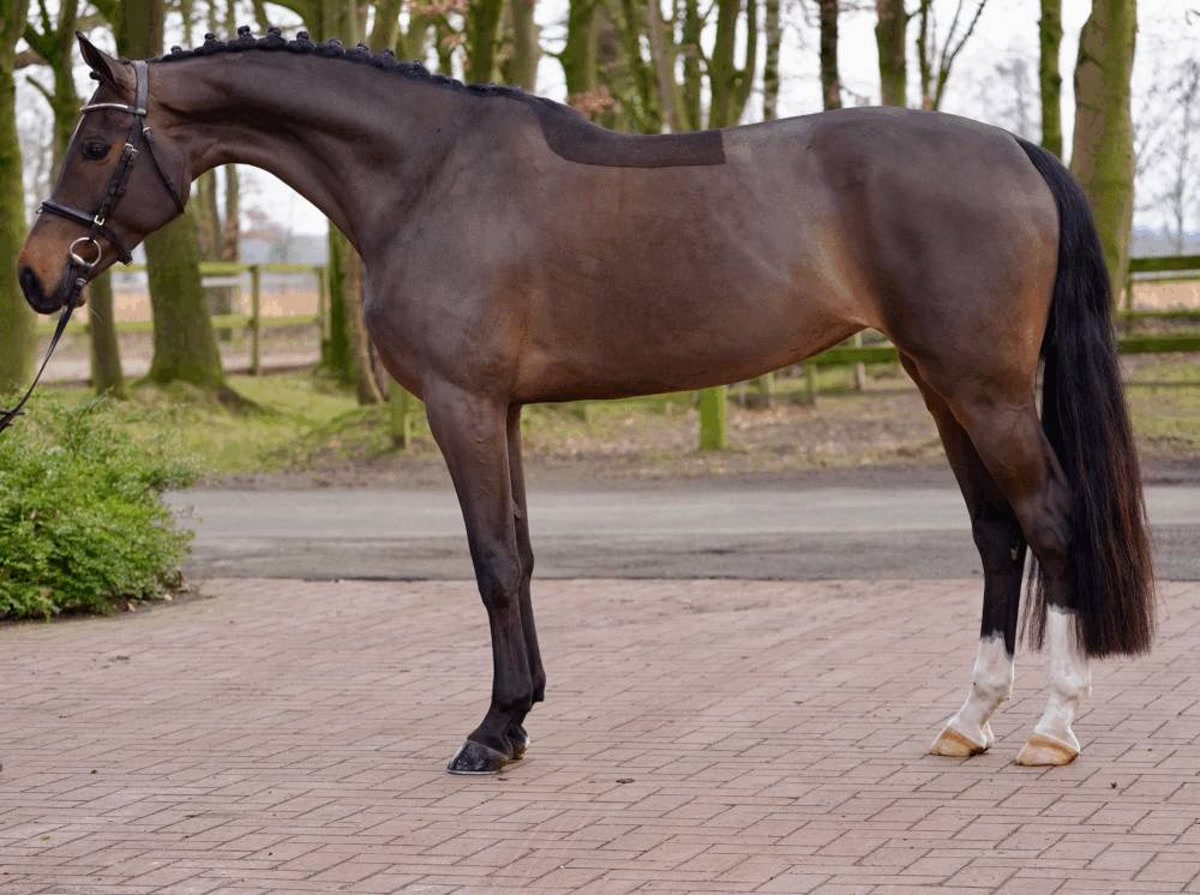 Fidelia | 2020 | 16.1h | Westphalian | Mare