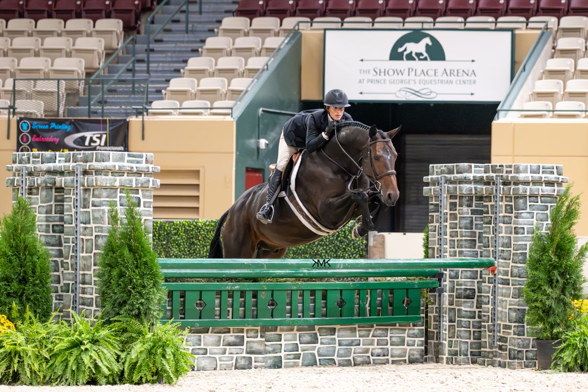 Quality Junior/Amateur Owner Hunter | 2018 | 16.3h | All Warmbloods | Belgian Warmblood | Gelding