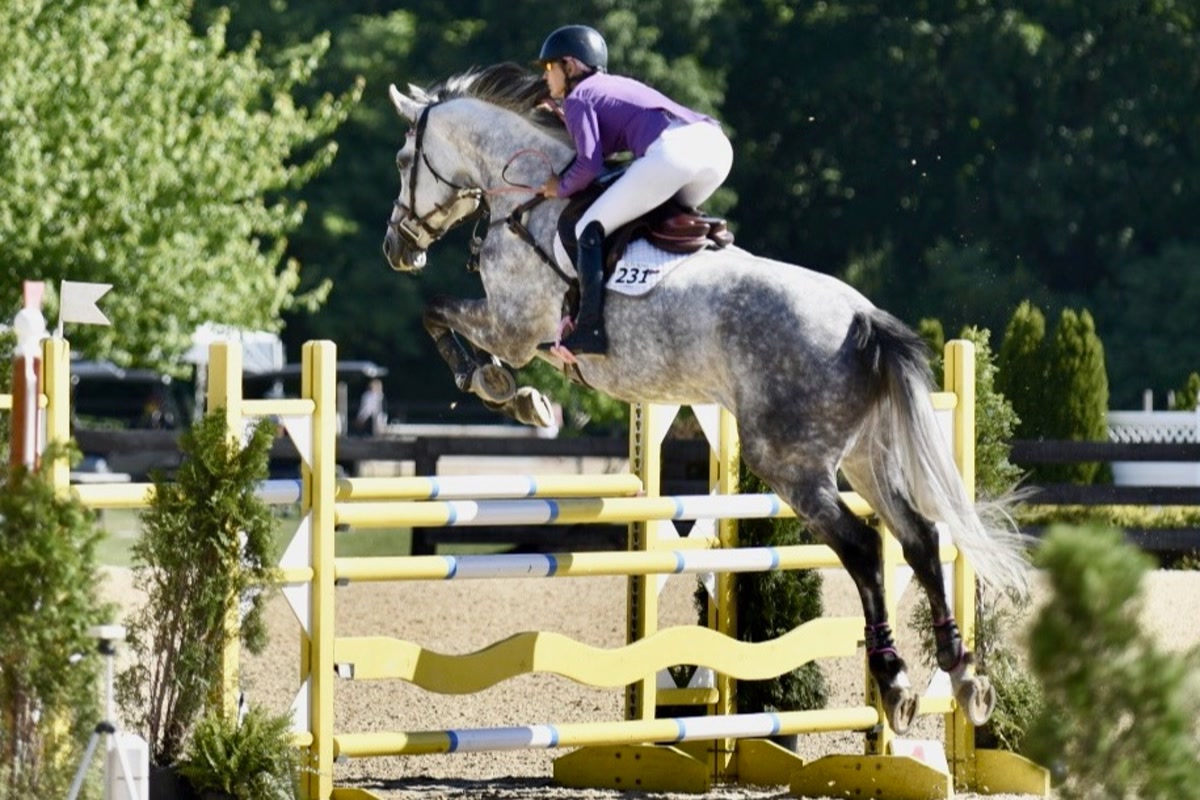 Wavo Alvaro | 2017 | 17.2h | All Warmbloods | Gelding