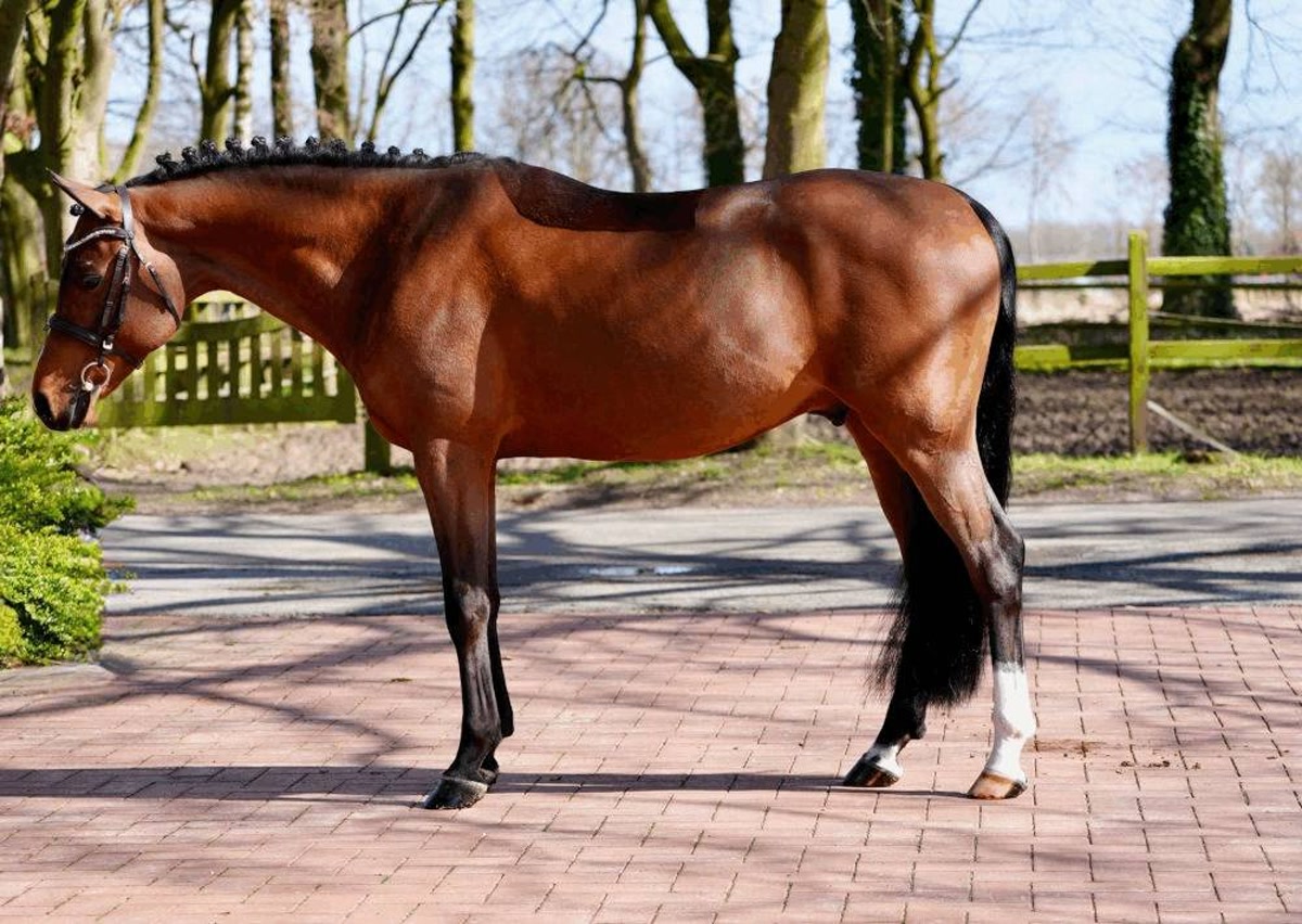 Mickey | 2020 | 14.1h | German Riding Pony | Stallion