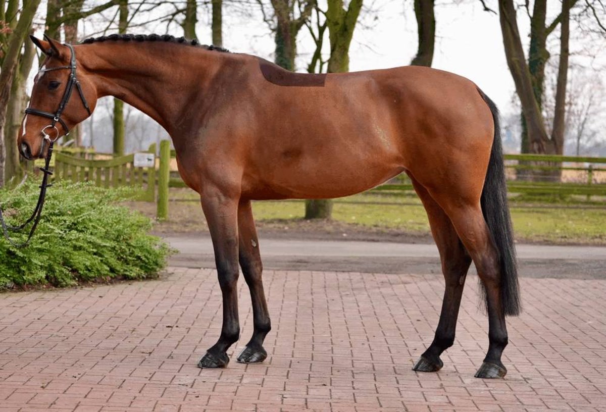 Chelsea | 2021 | 16.2h | Westphalian | Mare