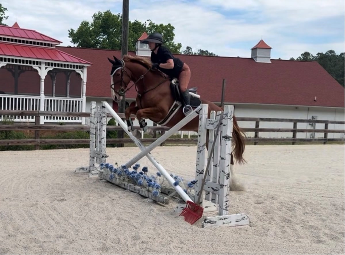 Focus Tachor Z | 2021 | 15.3h | Zangersheide | Gelding