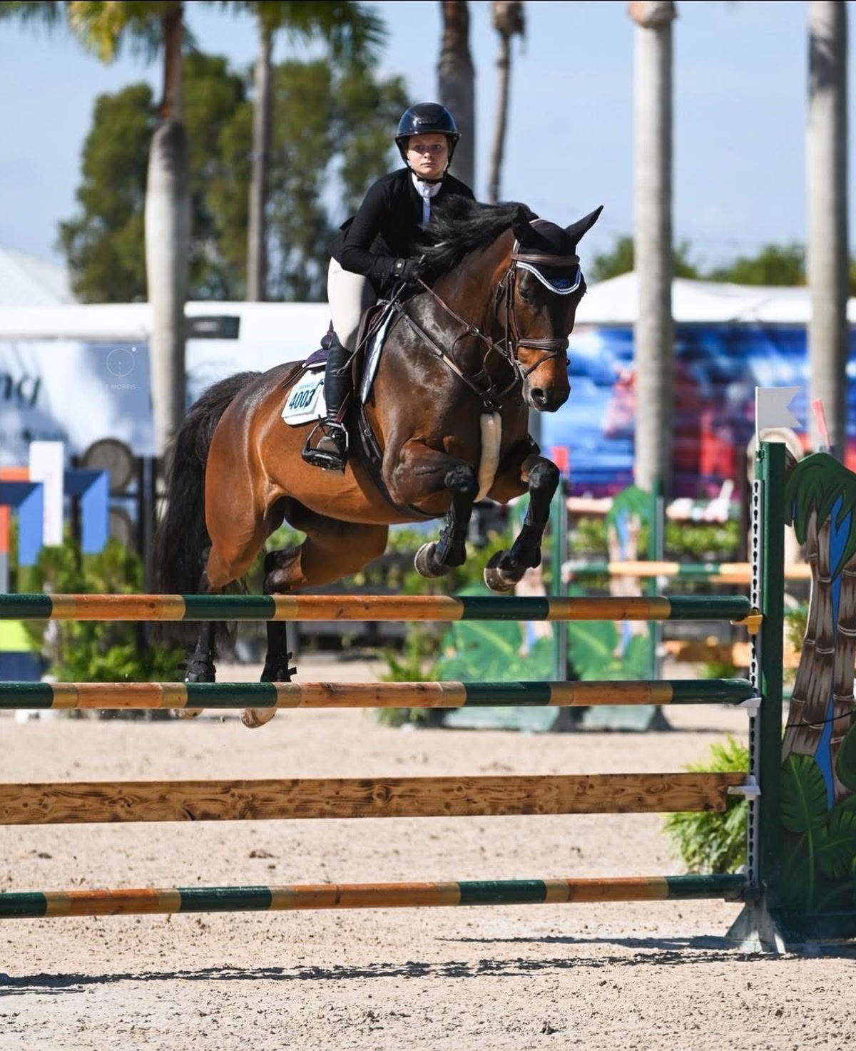 Lafayette - Jumper Packer | 2015 | 16.3h | All Warmbloods | Mare