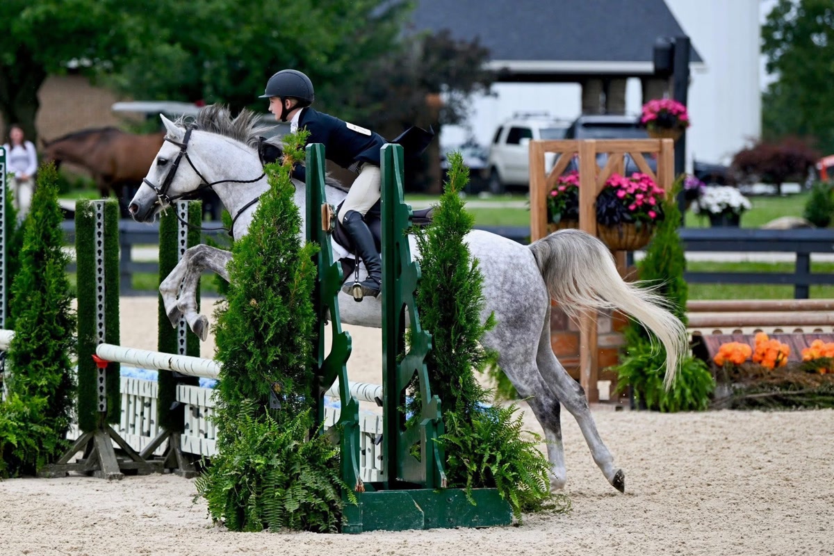 Farnley High Road | 2018 | 14.1h | Welsh Pony | Gelding