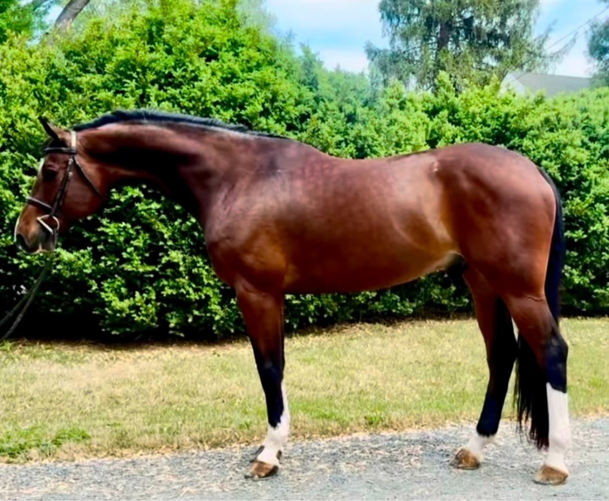 C'est La Vie | 2019 | 16h | Warmblood | Gelding