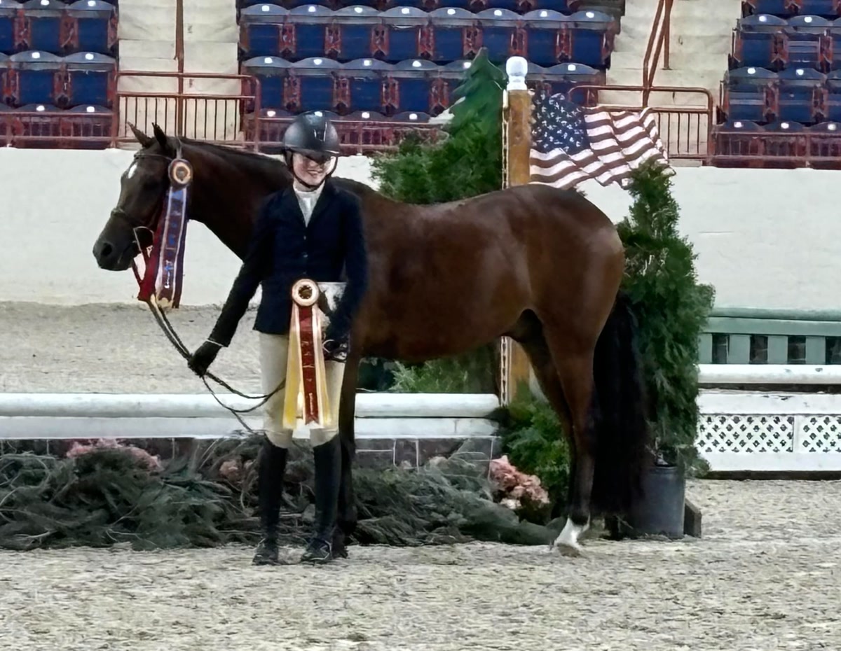 Foxworthy | 2016 | 14.1h | Welsh Pony | Gelding