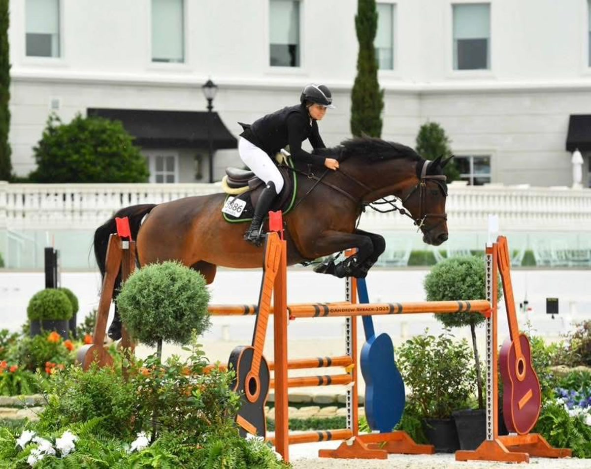 Lafayette - Jumper Packer | 2015 | 16.3h | All Warmbloods | Mare