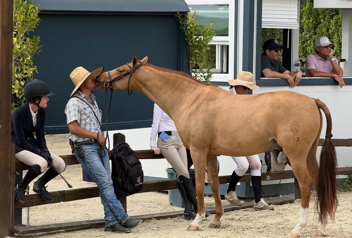 Lightkeeper | 2017 | 14.1h | Westphalian | Gelding