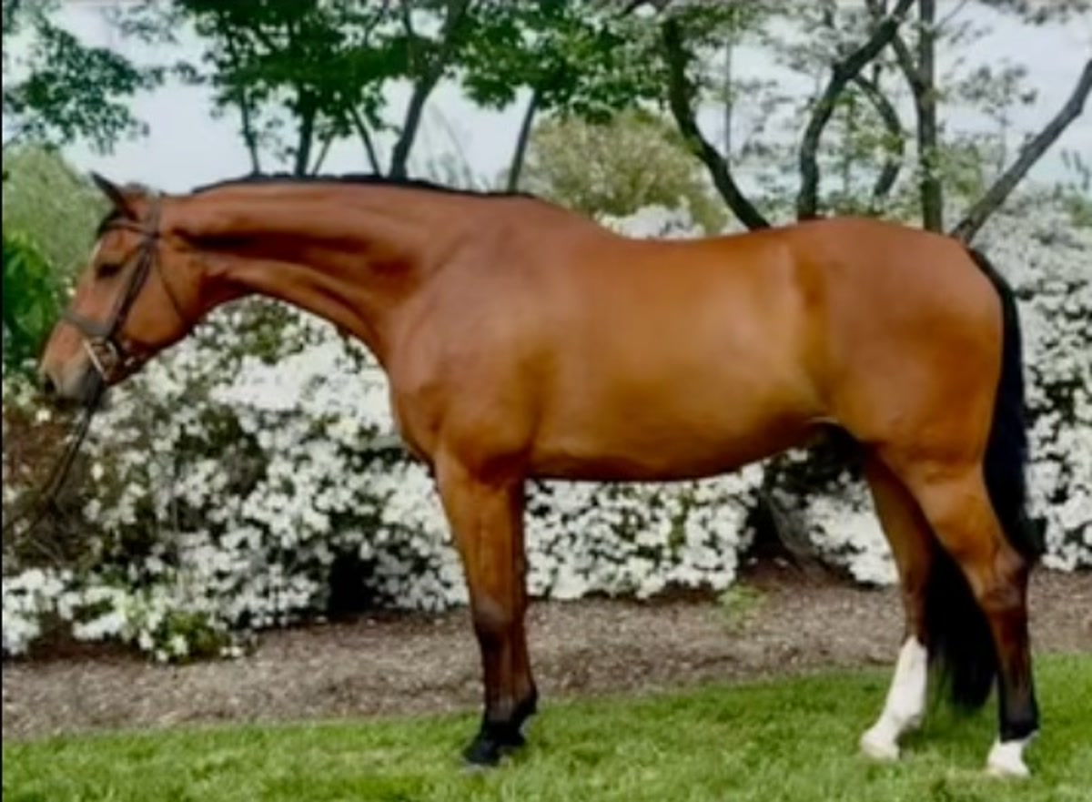 On Time | 2016 | 16.1h | Dutch Warmblood | Gelding