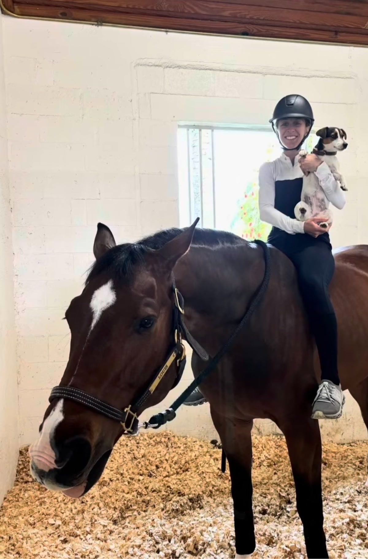 C'est La Vie | 2019 | 16h | Warmblood | Gelding