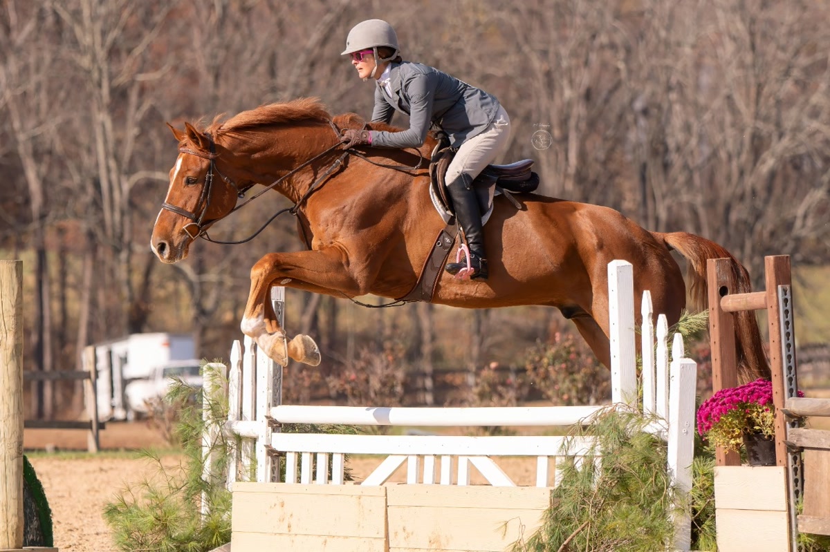 Crème brûlée | 2016 | 18h | All Warmbloods | Gelding