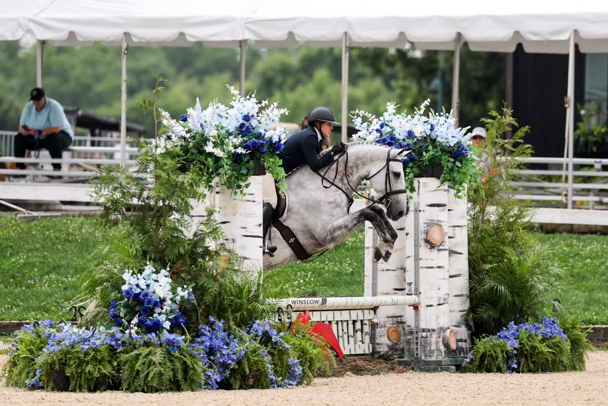 Divine Descent 2' to 3' Packer | 2014 | 16.1h | All Warmbloods | Gelding