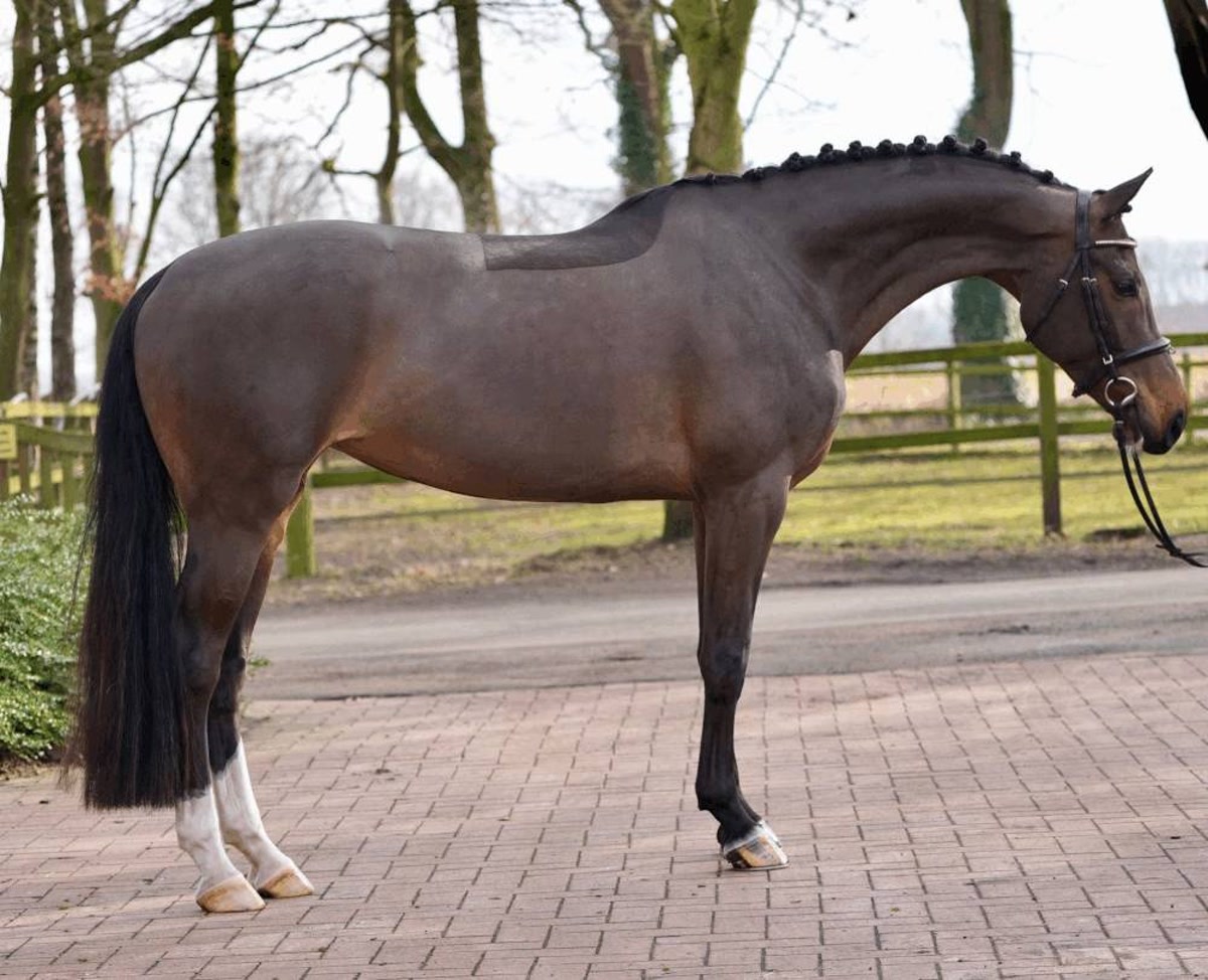 Fidelia | 2020 | 16.1h | Westphalian | Mare