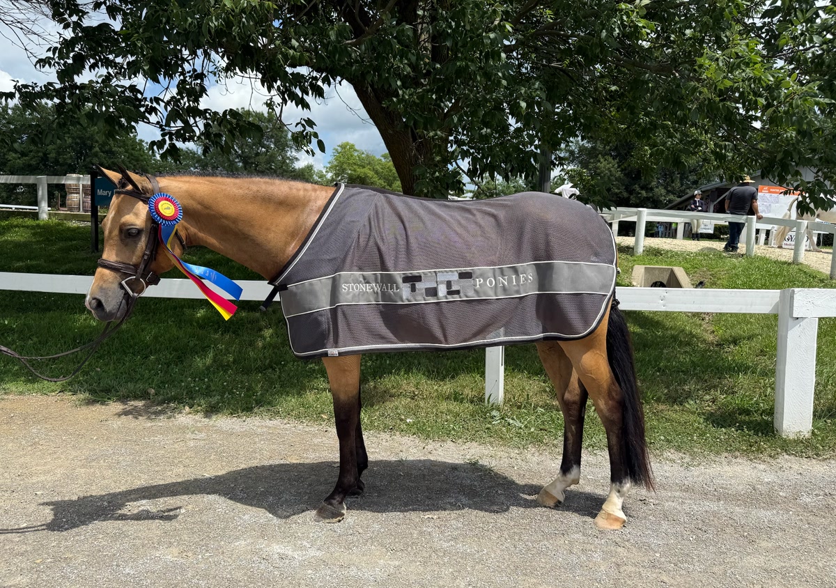 Anning's Golden Nugget | 2017 | 13.2h | Welsh Cross | Gelding