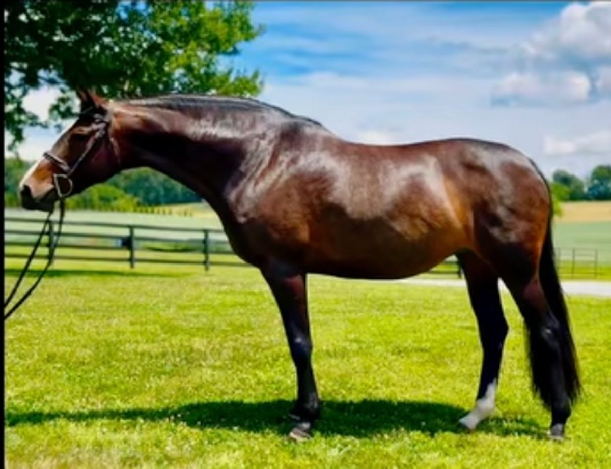 Dassett Evermore | 2017 | 16.1h | All Warmbloods | Mare