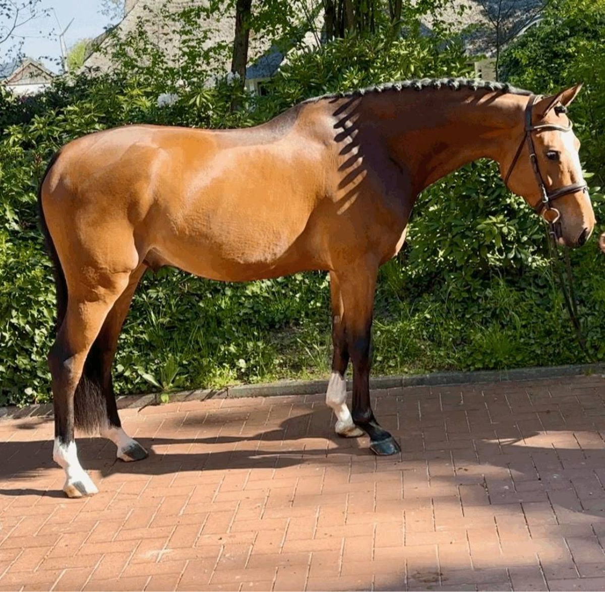 Harry | 2021 | 16.1h | Westphalian | Gelding