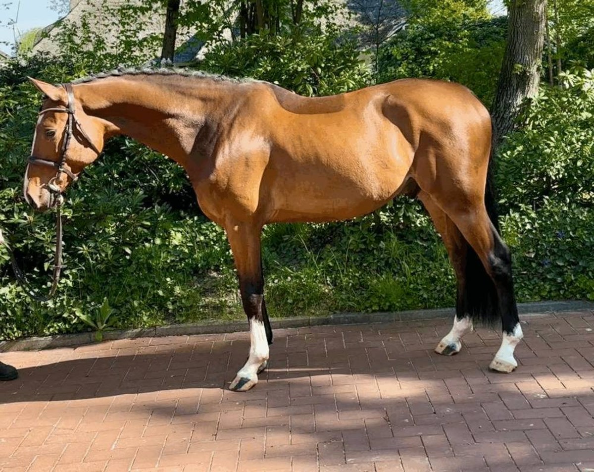 Harry | 2021 | 16.1h | Westphalian | Gelding