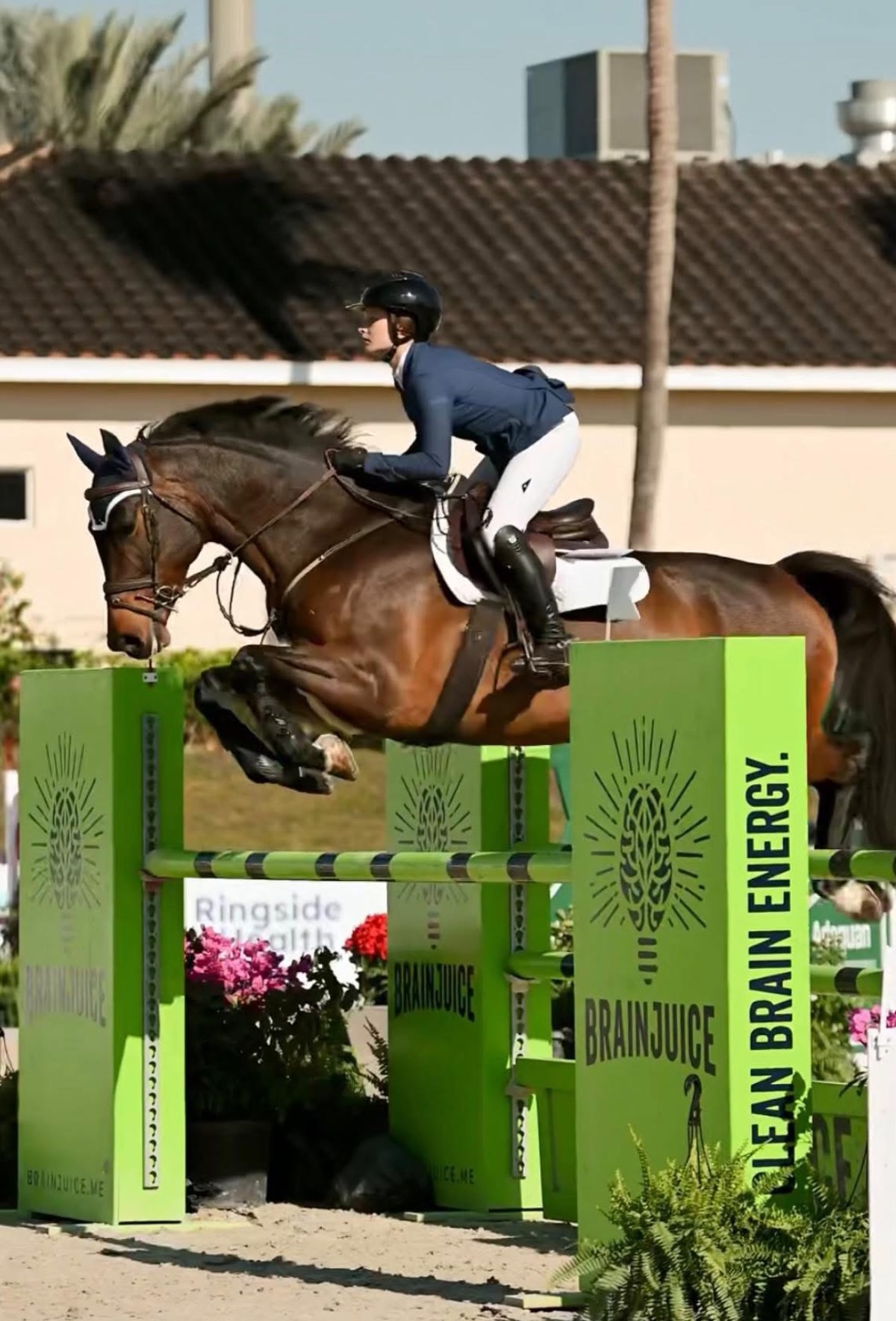 Lafayette - Jumper Packer | 2015 | 16.3h | All Warmbloods | Mare