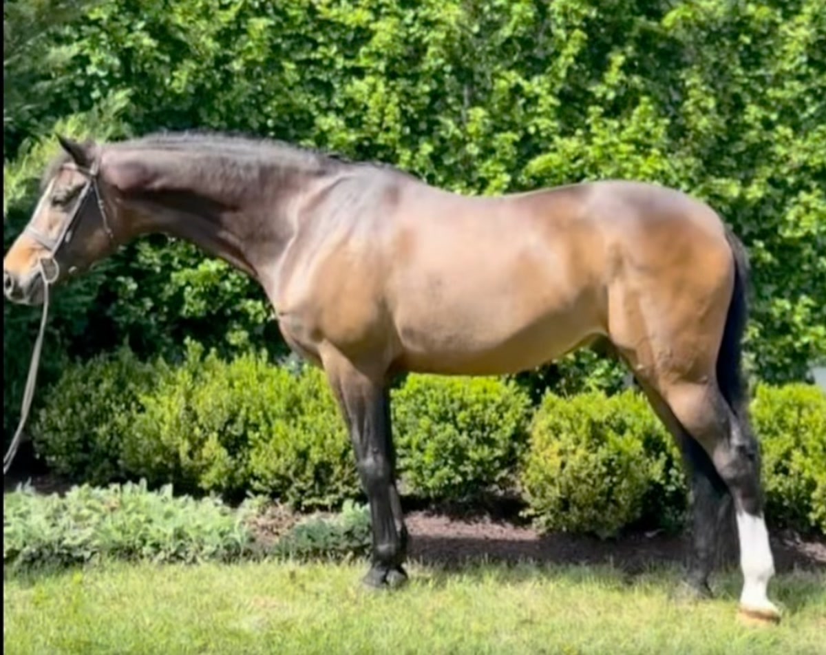 Diamond | 2018 | 16.1h | Zangersheide | Gelding