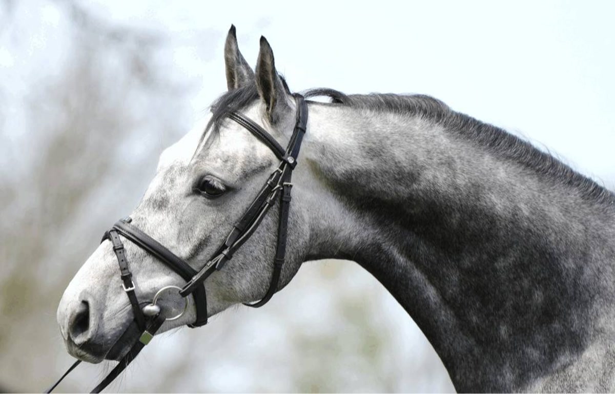 Calito | 2020 | 16.1h | Westphalian | Gelding