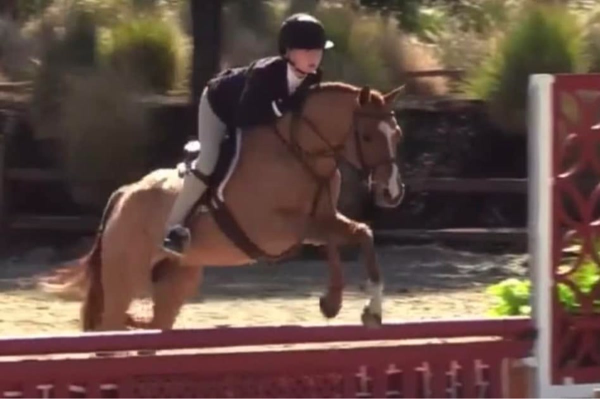 Lightkeeper | 2017 | 14.1h | Westphalian | Gelding
