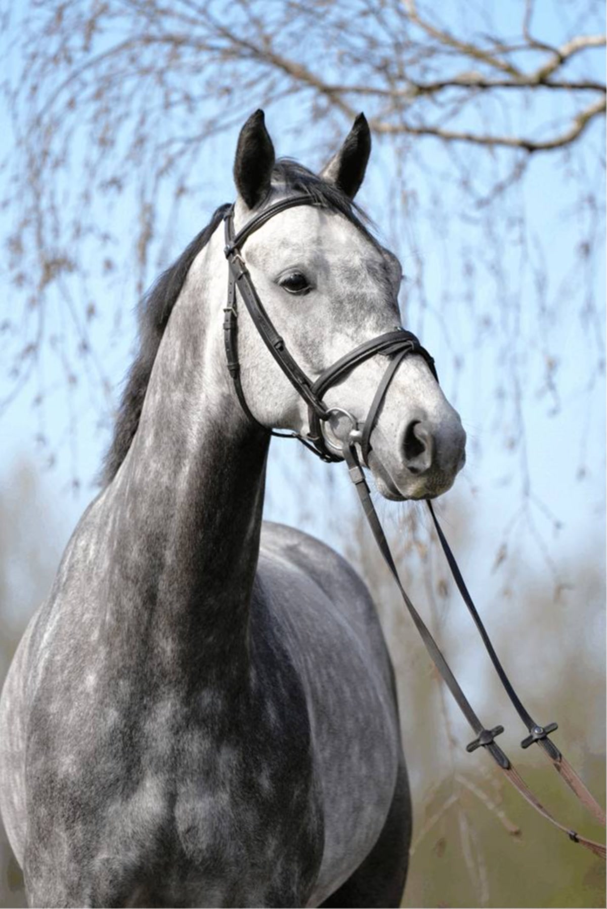 Calito | 2020 | 16.1h | Westphalian | Gelding