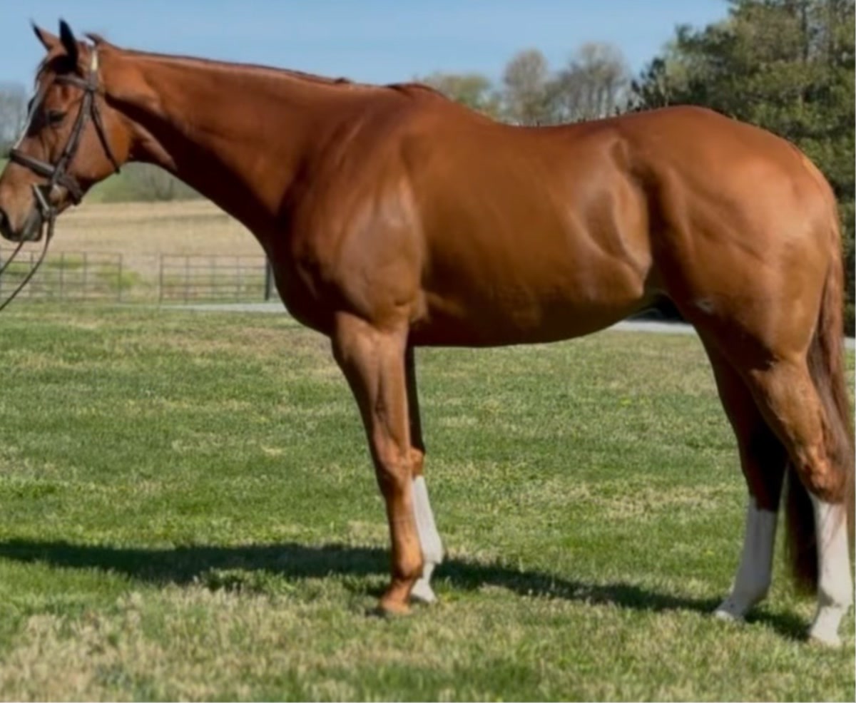 Ride The Brand | 2021 | 16.1h | Thoroughbred | Gelding