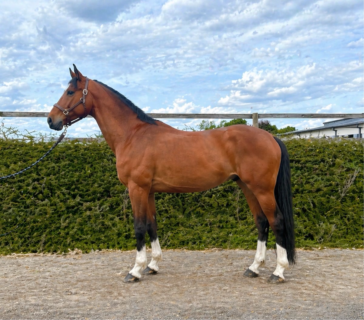 IMHOTEP DES AUBUIS | 2018 | 16.1h | Selle Francais Warmblood | Gelding