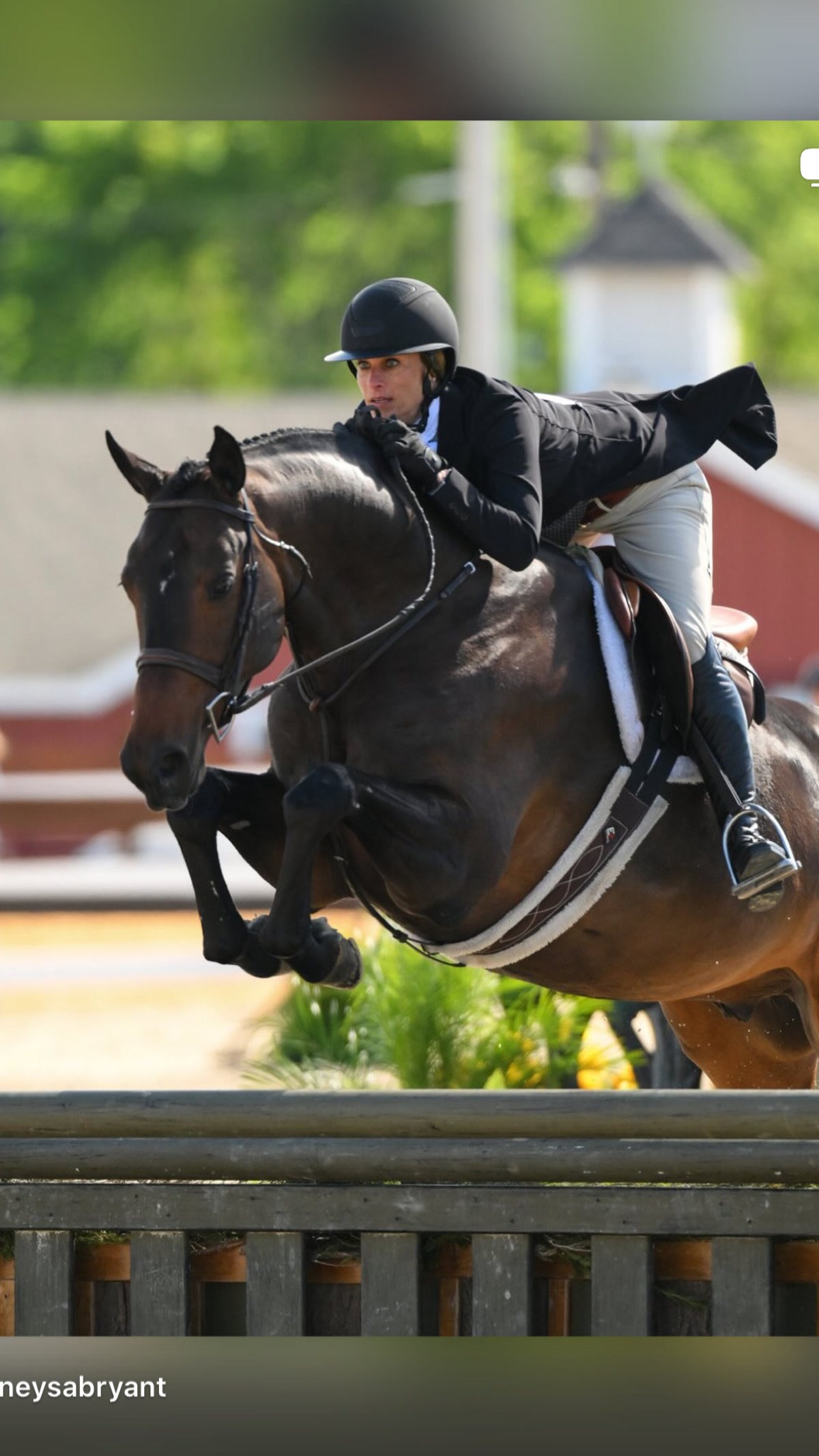 Quality Junior/Amateur Owner Hunter | 2018 | 16.3h | All Warmbloods | Belgian Warmblood | Gelding