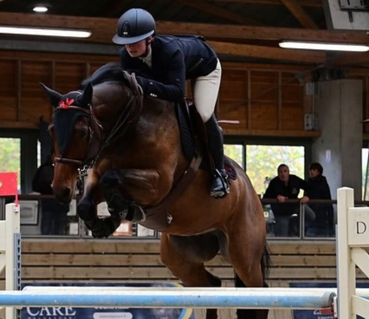 Goldini De Beaufour | 2016 | 15.2h | Selle Francais Warmblood | Gelding