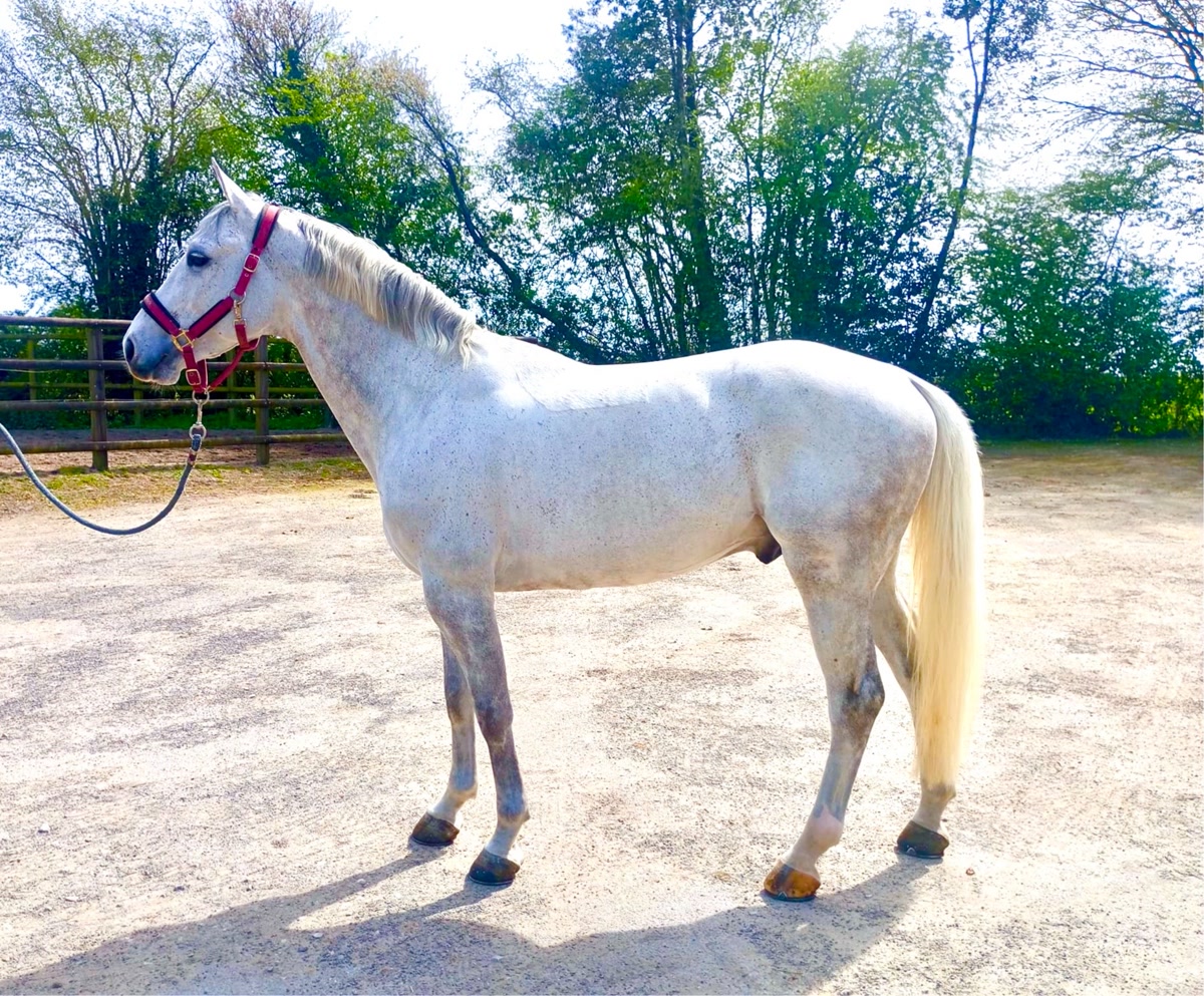 High Speed | 2017 | 15.3h | Selle Francais Warmblood | Stallion