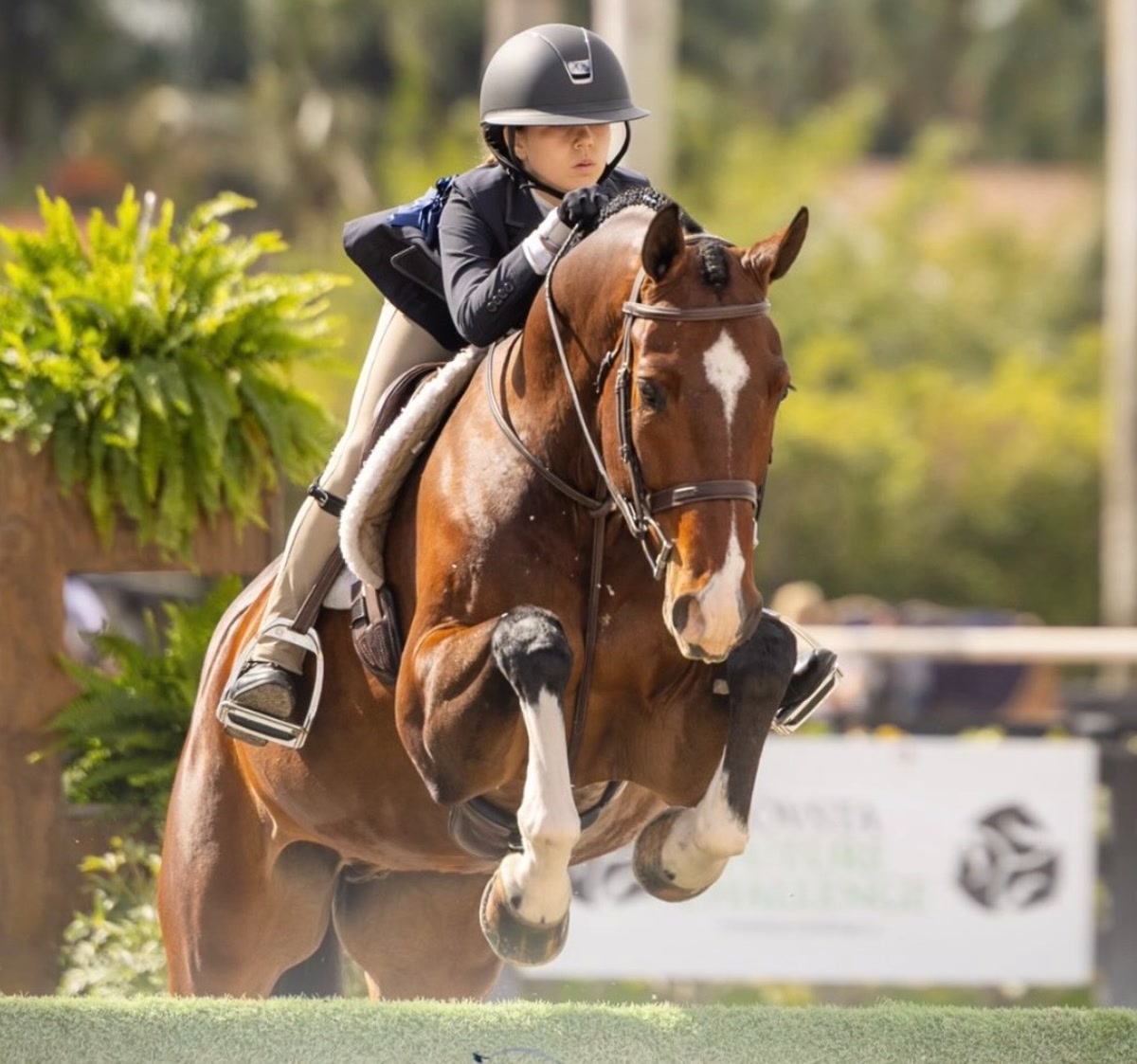 C'est La Vie | 2019 | 16h | Warmblood | Gelding